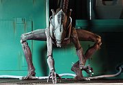 Alien vs Predator Action Figure 22 cm Alien Arcade Appearance Case (14) --- DAMAGED PACKAGING