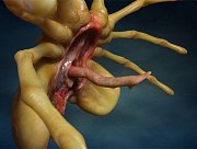 Aliens Replica 1/1 Facehugger 72 cm