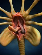 Aliens Replica 1/1 Facehugger 72 cm
